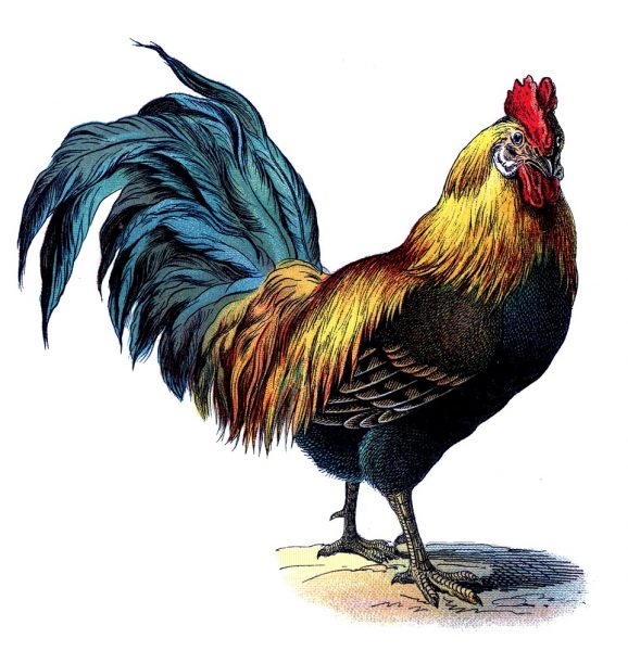 conga 578x600 - Con gà trong Kinh Thánh